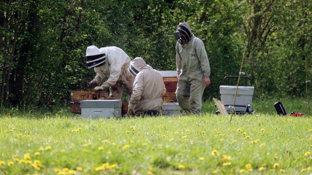 people working with bee hives