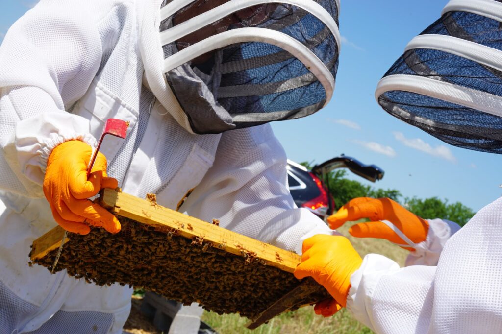 beekeepers examining frames with honey