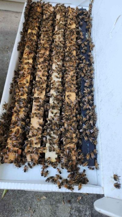 2026 Bees 5-Frame Nuc's - Image 2