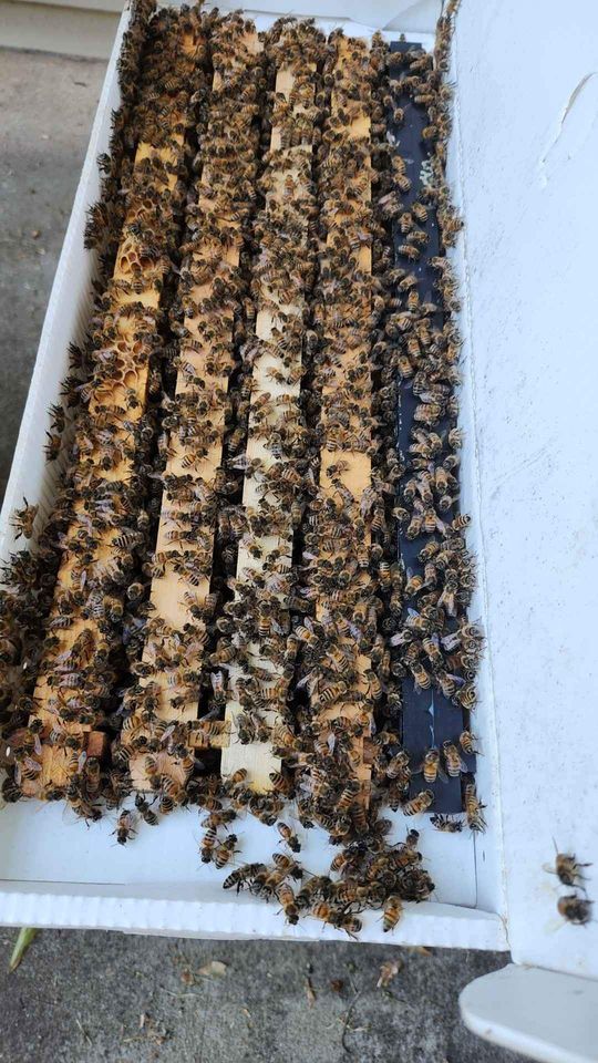 2026 Bees 5-Frame Nuc's - Image 2