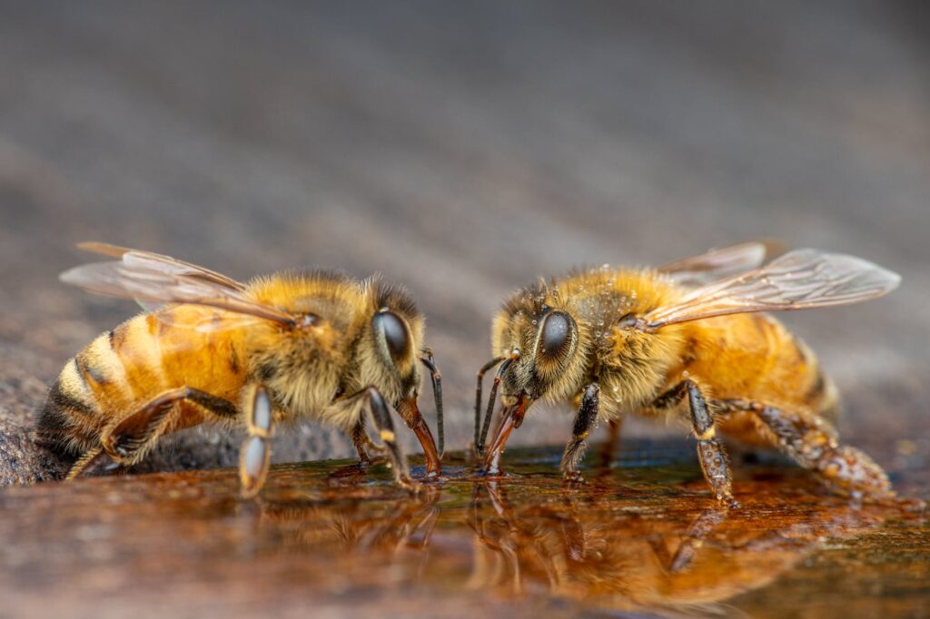 wild bees sipping water in garden