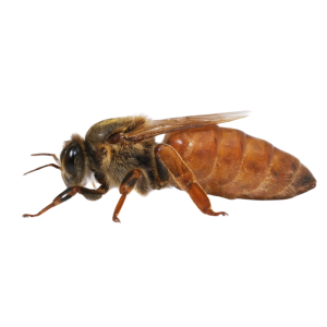 2026 Mated Queen