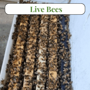 Live Bees