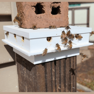 Bee Pollen Substitute Feeder